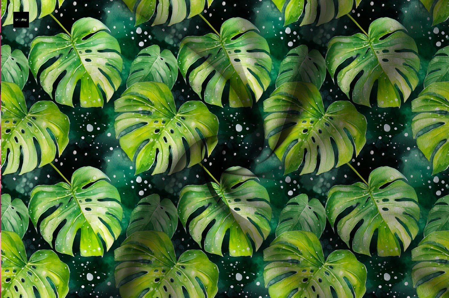 Monstera Aktuelle Vorbestellung